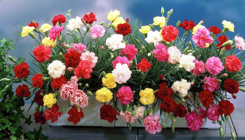 Лучший подарок на 8 марта - цветы, выращенные своими руками!