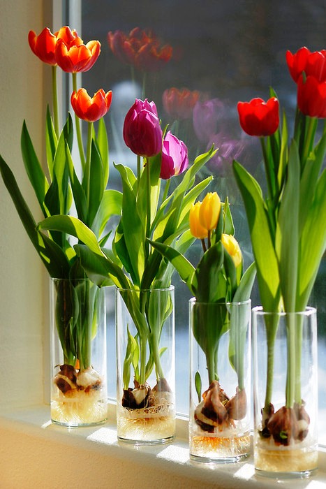 Выращиваем тюльпаны к 8 марта